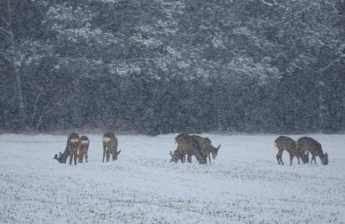 Agroturystyka Biebrzańska Kraina - Foto 36