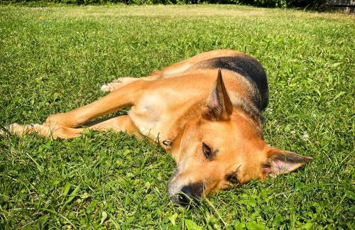 GardenHouse Eschborn - Nähe Messe Frankfurt - Foto 23