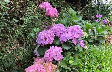 Chalé com Vista para Vinhedo e Natureza - Foto 24