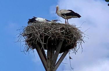 Wendlandhof Lüggau - Foto 12