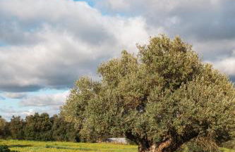 Viva! Farmhouse - Foto 55