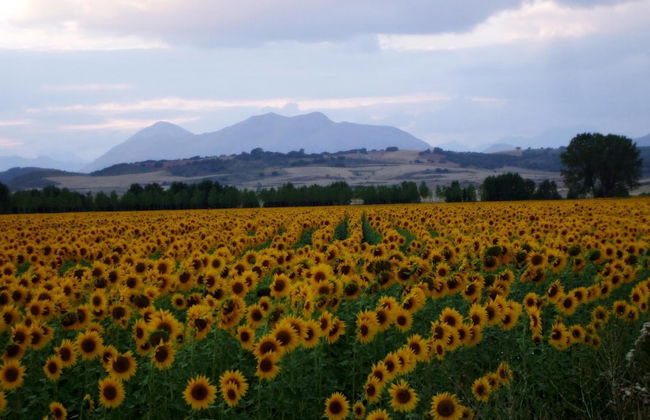 Finca Santa Eufemia - Foto 34