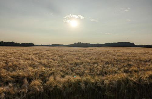 Taubennest - Foto 38