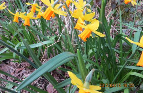 Polgwedhen Lodge - Photo 42