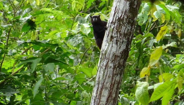 ¡Pst! Creo que nos observan...