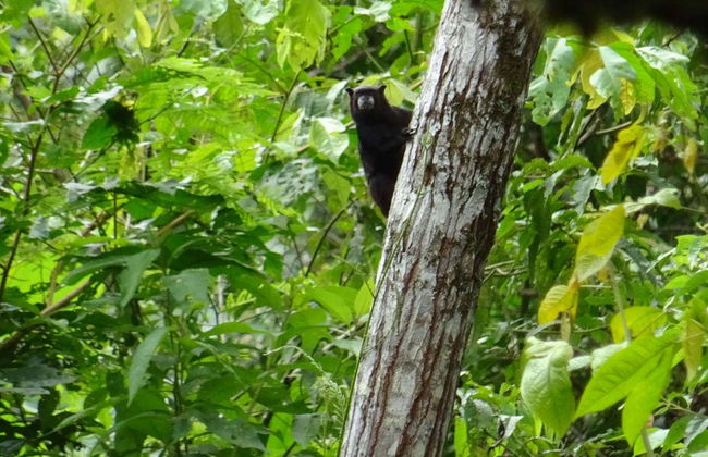 Senderismo por el Parque Natural Amacayacu - Foto 4