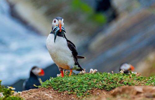 3 Bed in Marloes 52794 - Foto 66