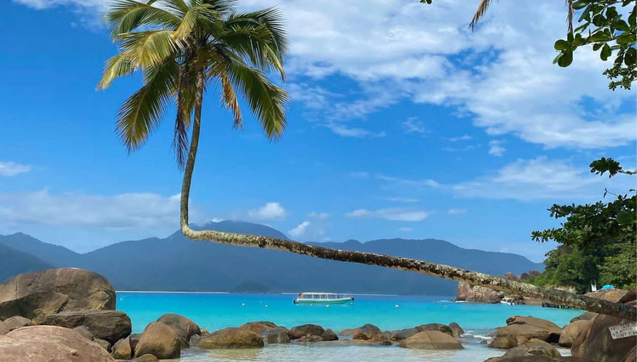 Un curieux palmier sur la plage d'Aventureiro
