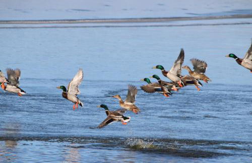 Casas rurales LA LAGUNA y LA BUHARDILLA DE LA LAGUNA - Foto 58