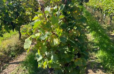 Ferienwohnung Feiden Eifel-Mosel Lounge - Foto 31