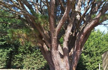 La maison de vacances en village ostréicole - Foto 24