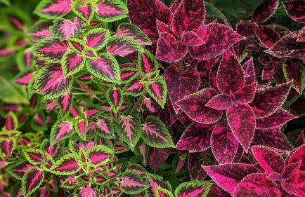 Casa da Rose - Foto 16