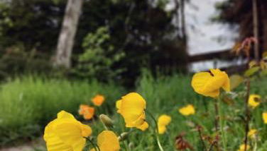 große Wohnung mit Dachterrasse - Foto 3, Garden