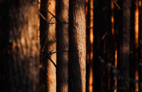 Nowa Stodoła - Foto 43