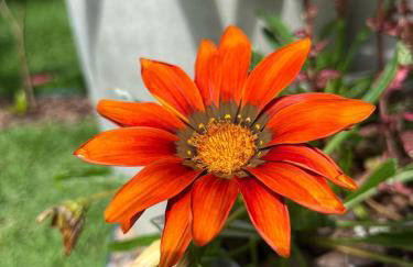 Céu do Morro - Foto 26