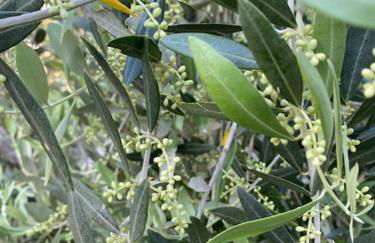 Agriturismo La Luciana - Foto 81