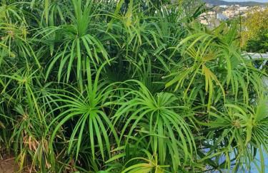 Casa Acqua Marina Ponza - Foto 15