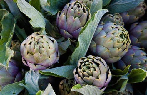 Podere Giovanni Olivo - Foto 19