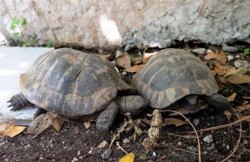 Bohemian Rhapsody - Foto 17