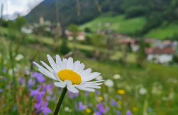 Seeberhof - Urlaub am Bauernhof - Foto 47