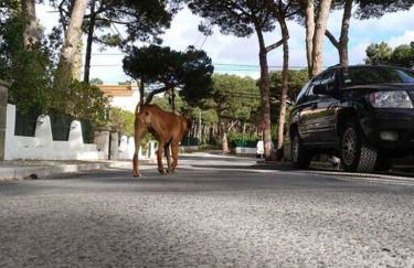 Banzão home PineForest family &friends pool garden - Foto 13