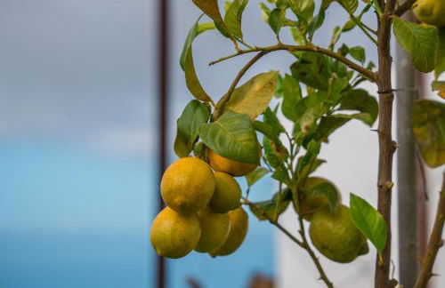 The Lemon Factory - Foto 8