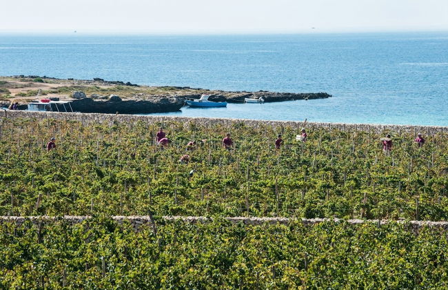 Calamoni di Favignana Apartments & Wine Experience - Photo 19