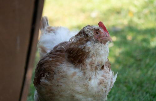 Amber Lodge with private hot tub - Foto 26