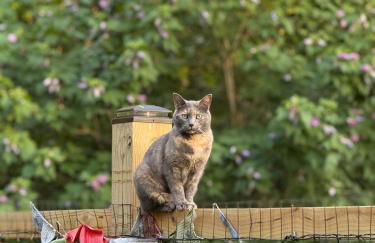 Catskills Aframe, Water View, Goat Sanctuary - Foto 36