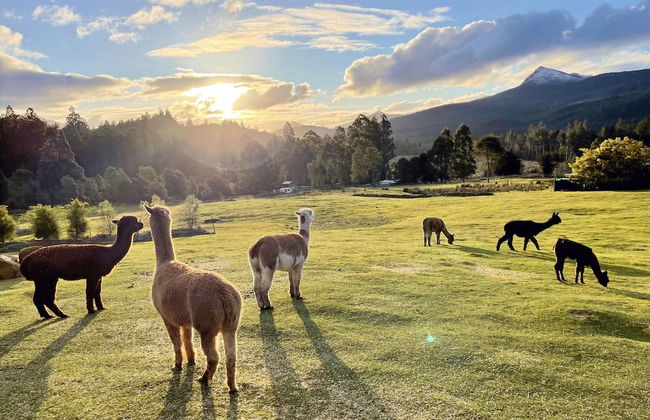 Maydena Mountain Cabins - Foto 37