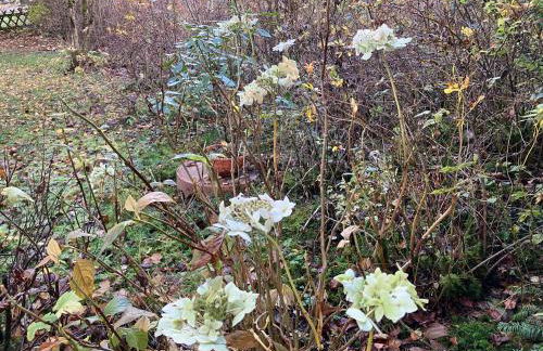 Ferienhaus-stadtkyll Beim Förster - Foto 14
