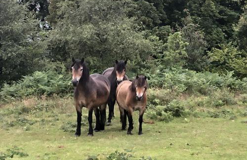 TVF Stable Suites - Foto 44