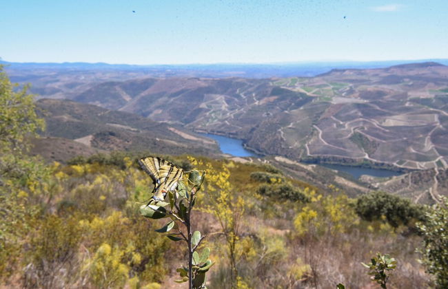 PH in Alto Douro Vinhateiro - Foto 69