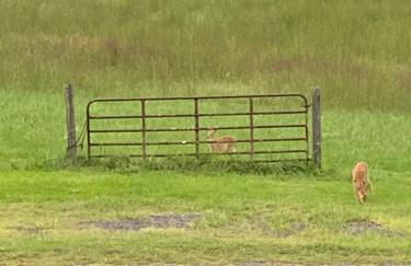 One Of A Kind Home in VA Wine Country on 50 acres - Foto 28