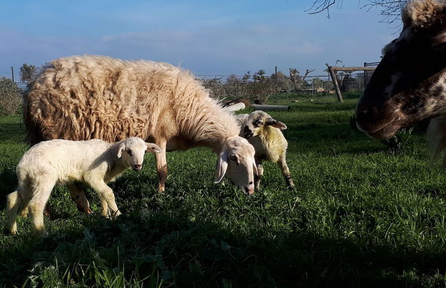 Villa Teseo - Photo 13