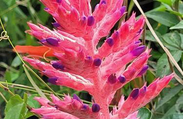 Chalé do Lopo - Photo 62