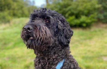 Happy Horse Sosnowa Góra - Foto 20