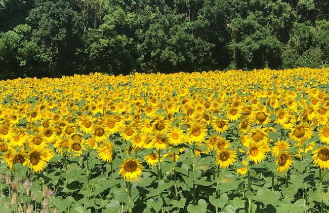 Beautiful Holiday Home With Private Pool - Foto 42