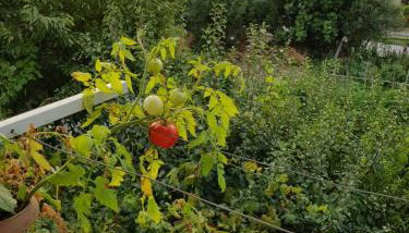 Hariskof garden house - Foto 3