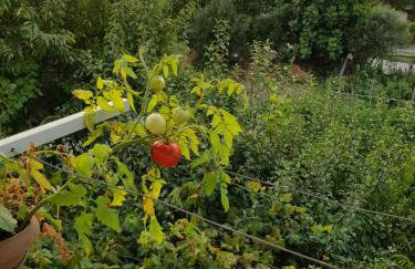 Hariskof garden house - Foto 3