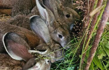 Agroturystyka Bocianie Gniazdo - Foto 27