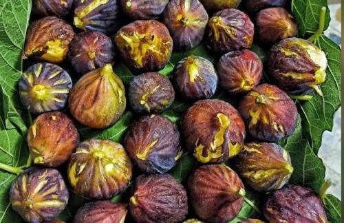 Baia verde 71 - Foto 12