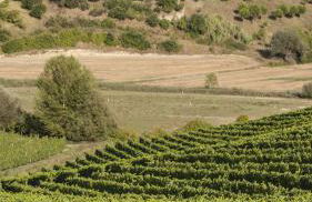 Agriturismo San Gregorio - Foto 24