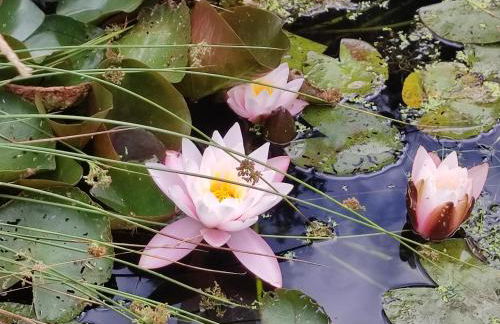 FerienHaus "Grimberg" & großes Grundstück - Photo 39