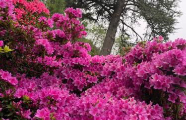 Giardini MAGNOLIA - Foto 40