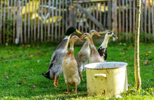 Anna's Siedlungshäusle - Foto 10