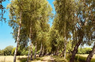 Landhaus Börmoos - Foto 14