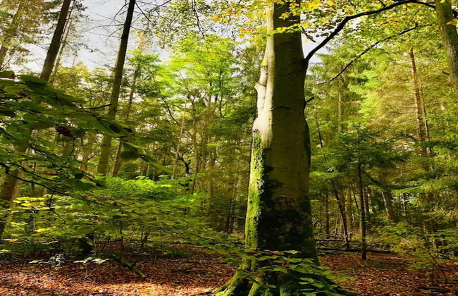 Chalet in Wendorf - Foto 27