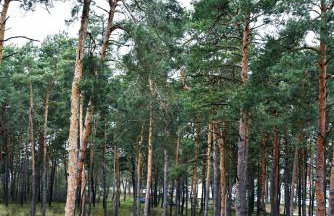 Apartament Leśny No 64 nad Zalewem JACUZZI, KOMINEK z Garażem w cenie - Foto 23