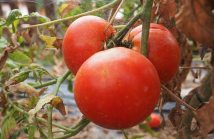 L'Era de Cal Roger - Foto 127